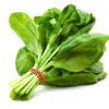 Fresh & Healthy Spinach