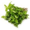 Fresh mint pudina