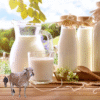 Pure & Nutritious Cow Milk