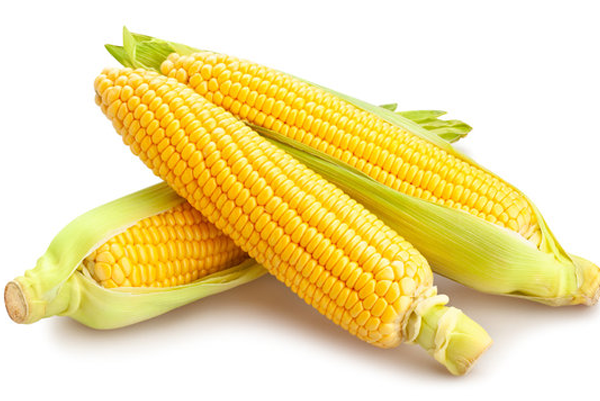top quality sweet corn